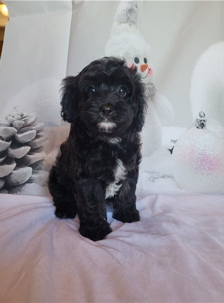 Male And Female Cavapoo puppies Ready For Adoption Image eClassifieds4u