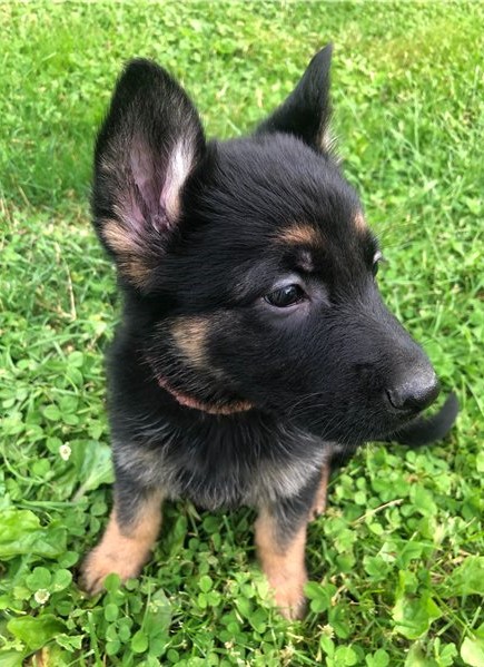 MALE AND FEMALE GERMAN SHEPHERD PUPPIES AVAILABLE Image eClassifieds4u