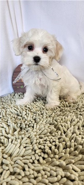 MALE AND FEMALE MALTESE PUPPIES AVAILABLE Image eClassifieds4u