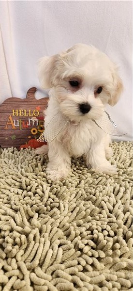 Maltese Puppies Image eClassifieds4u