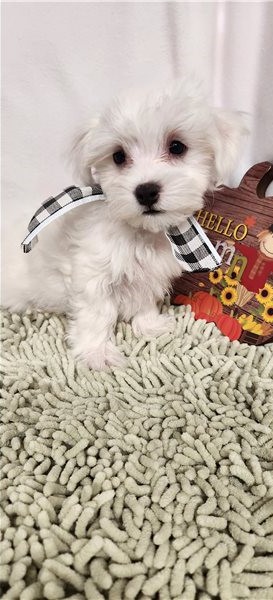 Maltese Puppies For Re Homing. Image eClassifieds4u