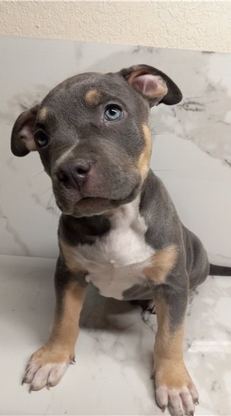 Pit Bull Puppies Image eClassifieds4u