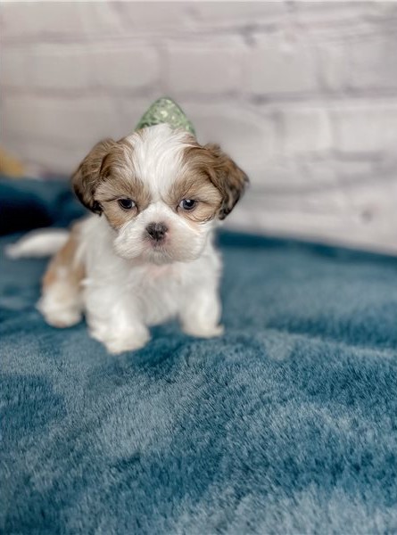 Shih Tzu puppies available Image eClassifieds4u