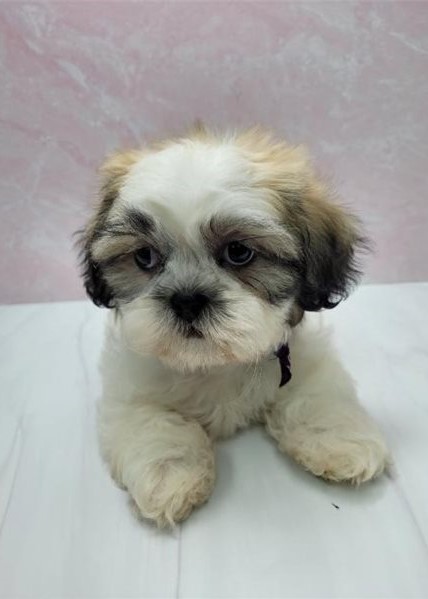 Shih Tzu puppies available Image eClassifieds4u