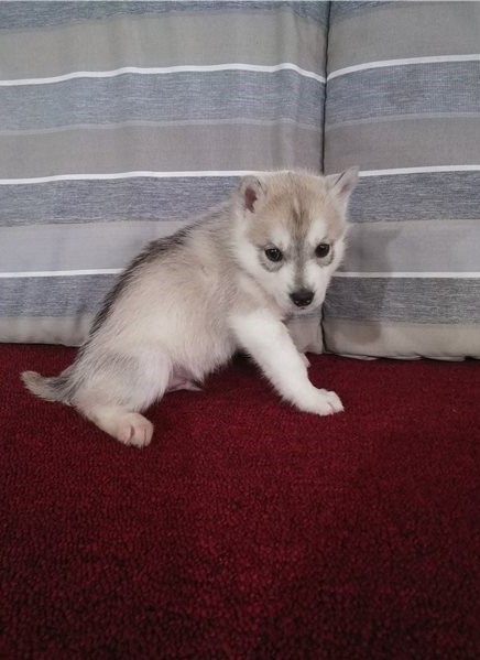 Siberian Husky Puppies for adoption Image eClassifieds4u