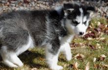 We have a male and female lovable Siberian Husky pups