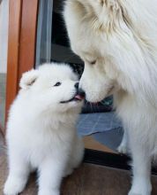 Beautiful Samoyed Puppies For Sale! Email cheyannefennell292@gmail.com or text (626)-655-3479