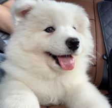 Beautiful Samoyed Puppies For Sale! Email cheyannefennell292@gmail.com or text (626)-655-3479