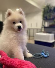 Beautiful Samoyed Puppies For Sale! Email cheyannefennell292@gmail.com or text (626)-655-3479