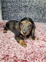 Dachshund Puppies available