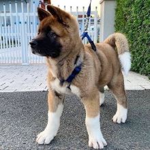 We have two beautiful Akita puppies