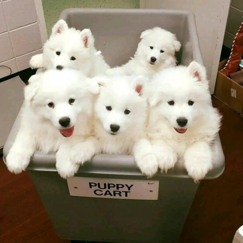 Beautiful Samoyed Puppies For Sale! Email cheyannefennell292@gmail.com or text (626)-655-3479 Image eClassifieds4u