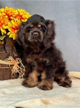 CBCA Reg'd er Spaniel Puppies Image eClassifieds4u 2
