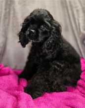 er Spaniel Puppies for Adoption Image eClassifieds4u 4