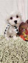 Maltese puppies Image eClassifieds4u 1