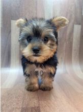Yorkshire Terrier Puppies - Updated On All Shots Available For Rehoming Image eClassifieds4U