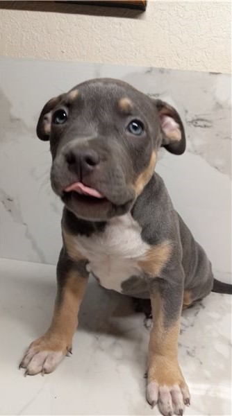 Pitbull puppies now for adoption Image eClassifieds4u