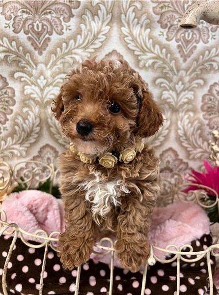 Toy Poodle puppies Image eClassifieds4u