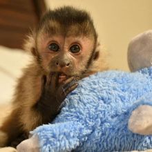 Beautiful Capuchin Monkey