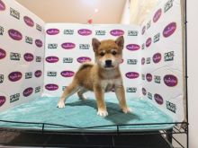 Super Shiba Inu Puppies