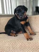 We have a male and female lovable Dobermann pups