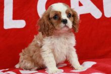 afrety cavalier king charles spaniel puppies available,