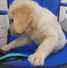 awrrrgy litter of Golden Retriever boys and girls