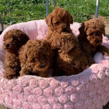 DERRGS Toy Poodle puppies for sale