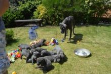 drgtrht mogran sweet Gorgeous Great Dane Puppies