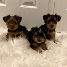 dwety Yorkshire Terriers are eager to meet you