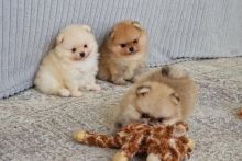 qr454b have 5 beautiful Pomeranian puppies