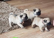 QWQREWF Registered Pedigree Pug Puppies