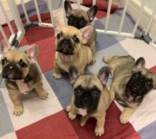 sdgerh Stunning litter of 5 French bulldog puppies