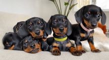 SFREHGTH Top Quality Dachshund Puppies