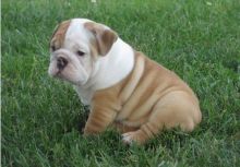 Super adorable English Bulldog puppies