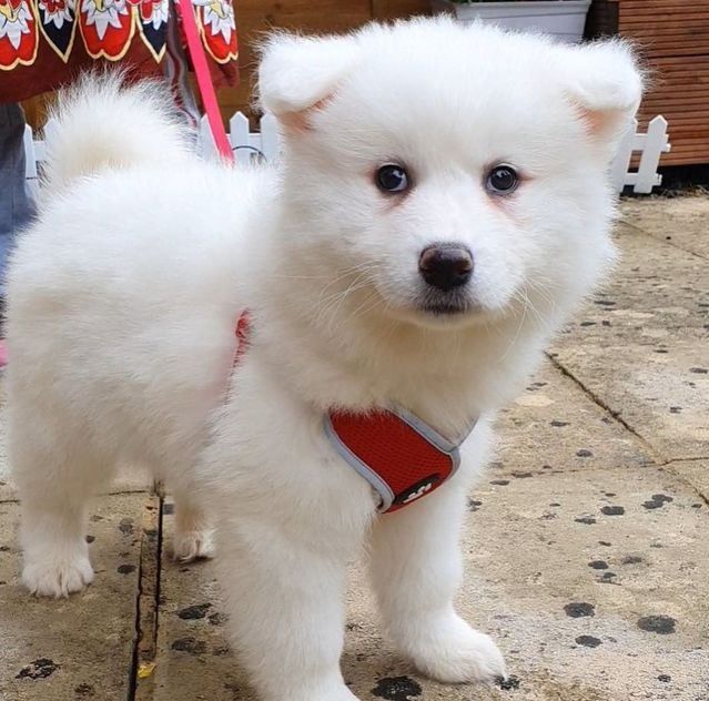 adewtre Samoyed Puppies available now. Image eClassifieds4u