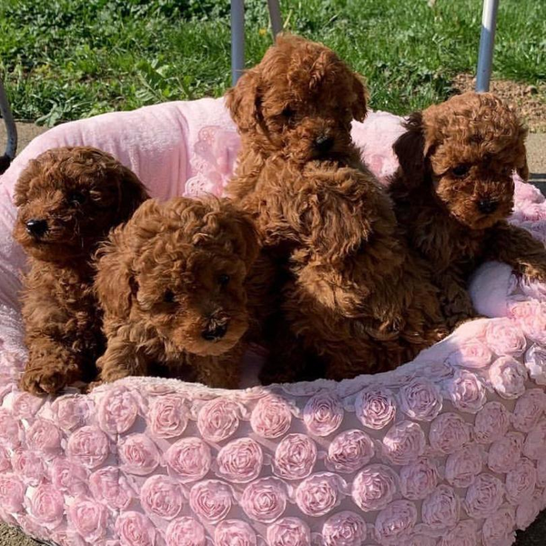 DERRGS Toy Poodle puppies for sale Image eClassifieds4u