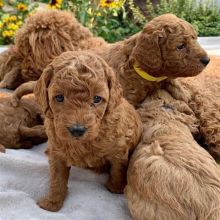 MINI DOODLE PUPPY AVAILABLE Image eClassifieds4U