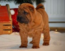R454V monita Shar Pei litter Image eClassifieds4U