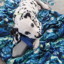 We have a Male and Female Dalmatian beautiful puppies Image eClassifieds4U