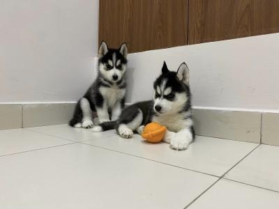 QERTR Last two Fantastic Blue Eyes Siberian Husky Image eClassifieds4u