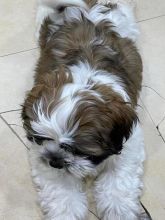 SHIH TZU PUPPIES FOR (yasmin38059@gmail.com)