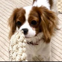 Male and Female Cavalier King Charles Puppies for adoption