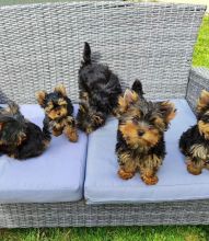 Yorkie Puppies puppies for adoption (yeal66760@gmail.com)