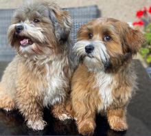 Havanese puppies for adoption (angelaroberta331@gmail.com) Image eClassifieds4u 2