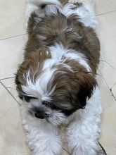 SHIH TZU PUPPIES FOR (yasmin38059@gmail.com) Image eClassifieds4U