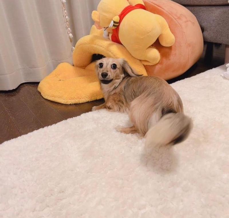 Ready now!! dachshund puppies for adoption (e46216374@gmail.com) Image eClassifieds4u