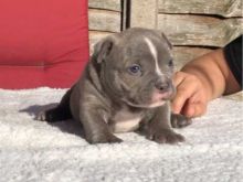 Excellence lovely Male and Female american bully Puppies for adoption