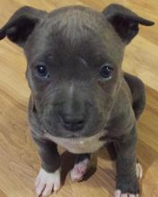 pit bull dog puppies male and female for adoption