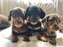 Excellence lovely Male and Female dachshound Puppies for adoption Image eClassifieds4U